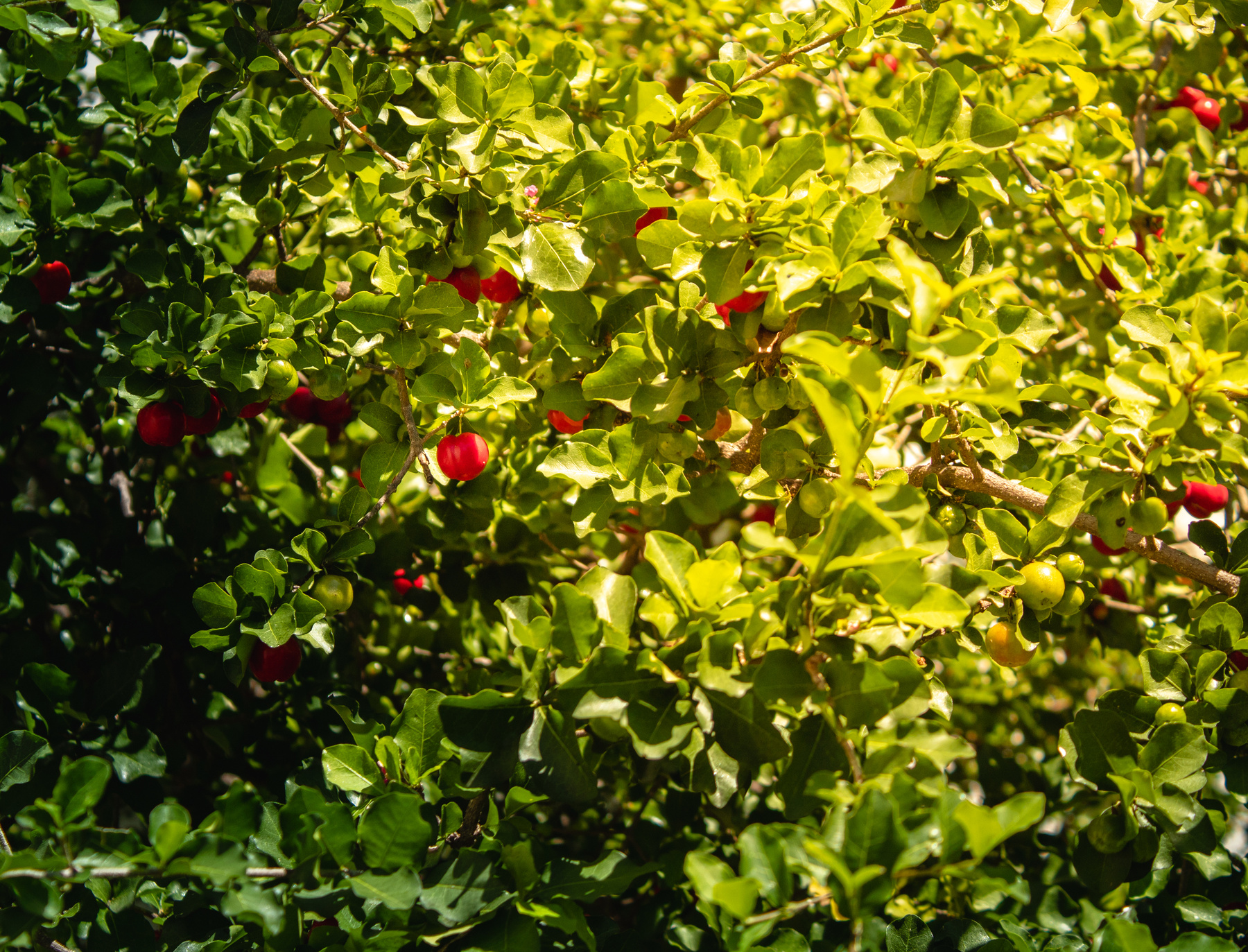 Acerola Close up /Acerola cherry - Acerola small cherry fruit on the tree.