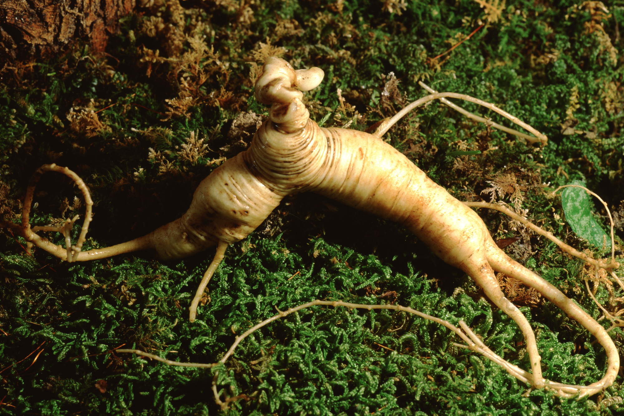 American Ginseng (Panax Quinquefolius)