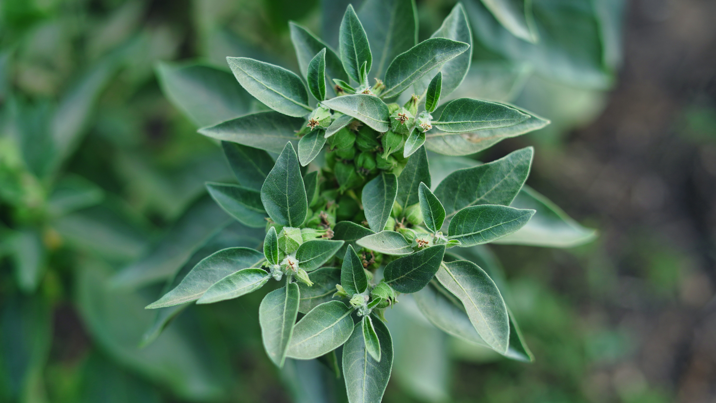 Withania somnifera plant known as Ashwagandha. Indian ginseng herbs, poison gooseberry, or winter cherry. Ashwagandha Benefits For Weight Loss and healthcare